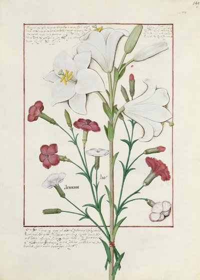 Illustration from the Book of Simple Medicines by Mattheaus Platearius 149r by Robinet Testard